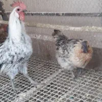 مرغ و خروس زینتی لاکندزی تخم سبز