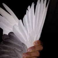 کفتر
