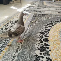 کبوتر|پرنده|اصفهان, حصه جنوبی|دیوار
