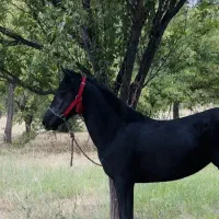 اسب مادیان