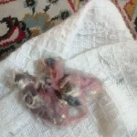 جوجه قناری