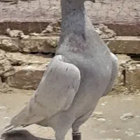 فیلی|پرنده|گنبد کاووس, |دیوار