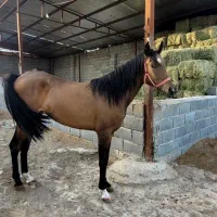شهزاد کره سالار2