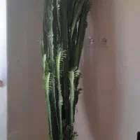گل کاکتوس