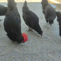 مرغ وخروس