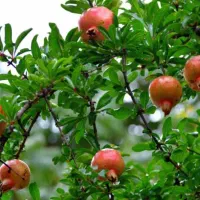 زمین-کشاورزی-آراندشت-با-آب-دشتی