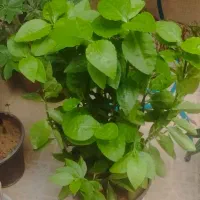 انواع گل های آپارتمانی