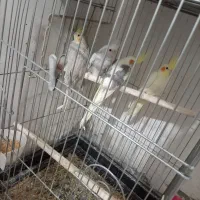 عروس هلندی مولد