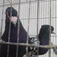 کبوتر کلاغ وسر سیاه نر