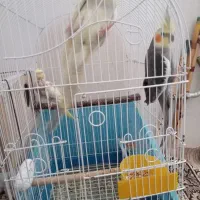 عروس هلندی