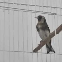 سهره ماده جوجه قفس