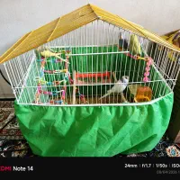 عروس برزیلی فنج مرغ عشق