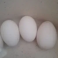 تخم قوغاز افریقایی