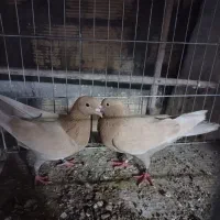 کفتر