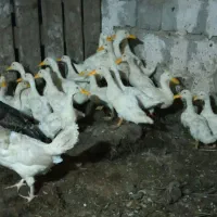 اردک پکنی