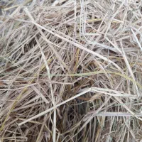 سرچینا