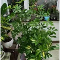 ویزیت گیاهان آپارتمانی در منزل وکار شما