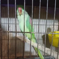 طوطی ماده بالغ ودستی