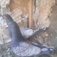 طاوسی