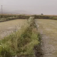 برنج هاشمی