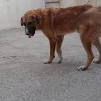 سگ نگهبان