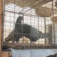 ۵۰ طوق کبوتر نروماده تضمینی بعدازظهری به شرط