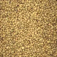 فروش عدس محلی
