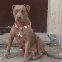 سگ معاوضه با اسب