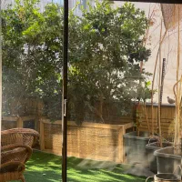 درختچه یاس هلندی مقاوم نصفه قیمت گلخونه ۴ تومن
