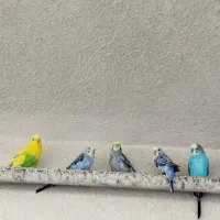 فروش مرغ عشق نر