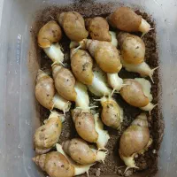 حلزون کلاژن ساز