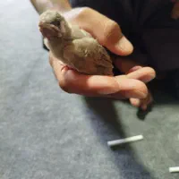 جوجه سهره اهوازی