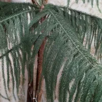 گیاه کاج مطبخ