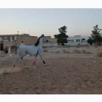 نریون دو. سر عرب کورسی