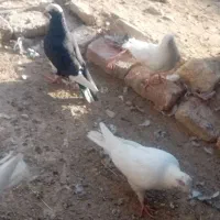 کبوتر