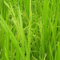 برنج فجر خوش پخت