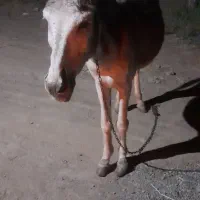یک عدد الاغ در طرف های روستای دیزج دیز پیدا شده