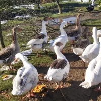 مرغ و خروس ،اردک اسراییلی ، غاز