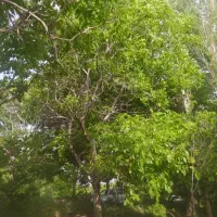 باغ گردو و میوه