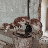 فروش غاز ، بوقلمون سه ماهه و فریگ و خروس