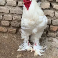 خروس برهما اصلی ۱۱ ماهه معاوضه