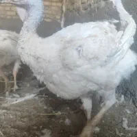بوقلمون گوشتی