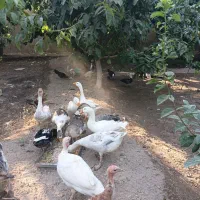 مرغ و قو غاز