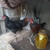 مرغ و خروس تخمگذار محلی اصل اصل