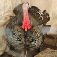 بوقلمون نر و ماده