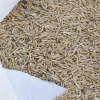 جو  بش|حیوانات مزرعه|شیراز, علی آباد|دیوار