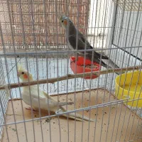 عروس هلندی