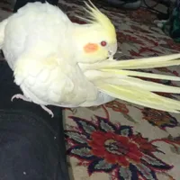 عروسک نو