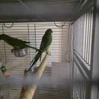 جفت ملنگو ۱۰ ماهه به همراه قفس کاسکو