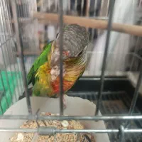 طوطی گرینچیک نر رد اسکریم یلوساید